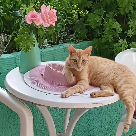 Flora Corfu - Adults Only شقة بينيتسيس