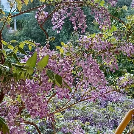 Flora Corfu - Adults Only Apartamento